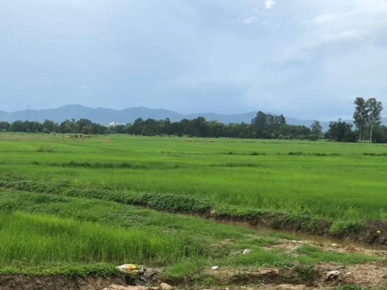 ที่สวนล้อมรอบด้วยทุ่งนา ลำธารและขุนเขา เชียงใหม่ บ้าน ป่าสักหลวง ตำบล สำราญราษฎร์ อำเภอ ดอยสะเก็ด จังหวัด เชียงใหม่