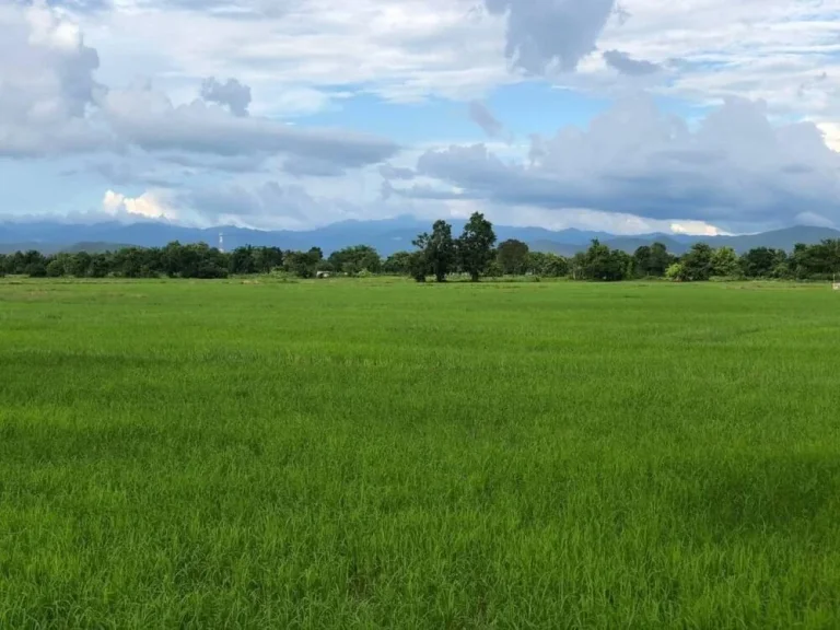 ที่สวนล้อมรอบด้วยทุ่งนา ลำธารและขุนเขา เชียงใหม่ บ้าน ป่าสักหลวง ตำบล สำราญราษฎร์ อำเภอ ดอยสะเก็ด จังหวัด เชียงใหม่