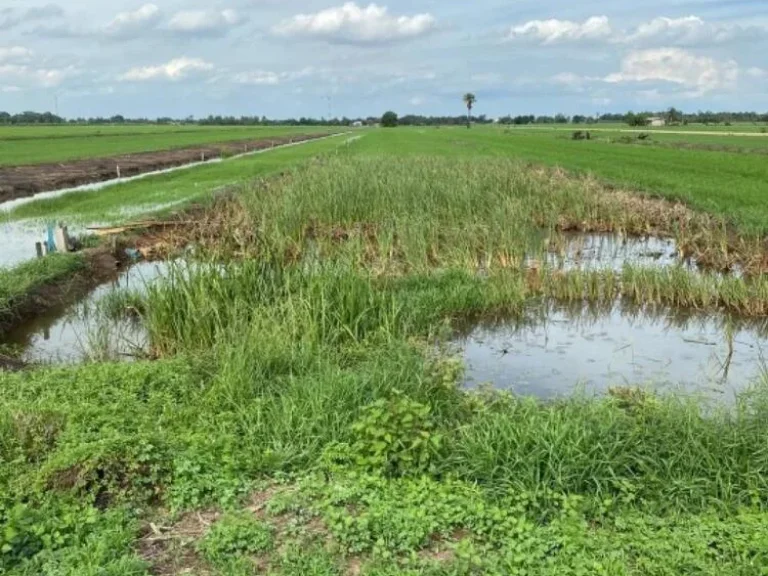 ขายที่ดิน ถมแล้ว เหมาะสำหรับทำหมู่บ้านจัดสรร คลองสี่ ปทุมธานี เจ้าของขายเอง