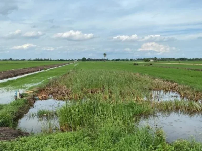 ขายที่ดิน ถมแล้ว เหมาะสำหรับทำหมู่บ้านจัดสรร คลองสี่ ปทุมธานี เจ้าของขายเอง