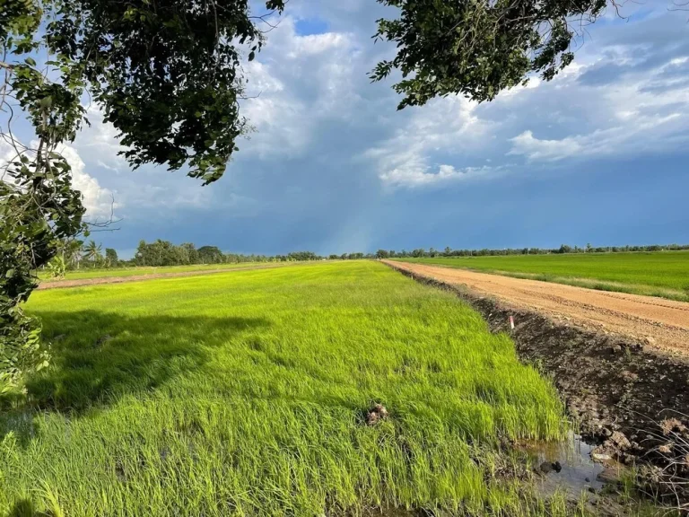 ถูกมาก 1 ไร่หลักแสน ที่ดินแบ่งขาย บ้านสวนคูณรัก คลอง30 ตทองหลาง อบ้านนา จนครนายก