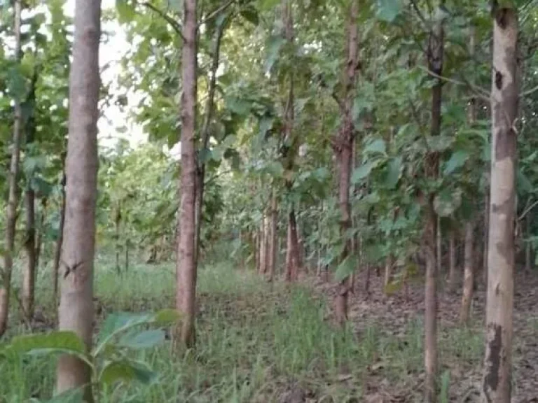 ที่ดินพร้อมสวนสัก ติดถนนลาดยาง ใกล้ชุมชน ราคาถูก อน้ำปาด อุตรดิตถ์