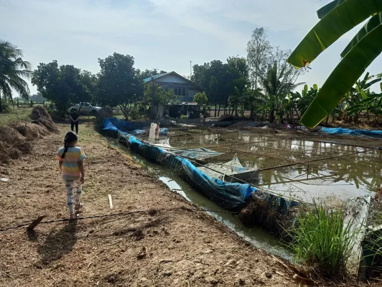 ขายที่ดิน ขนาด 8ไร่ 57ตรว พร้อมบ้าน น้ำไฟถึง ที่บ้านไร่ในดง อบางระกำ จพิษณุโลก