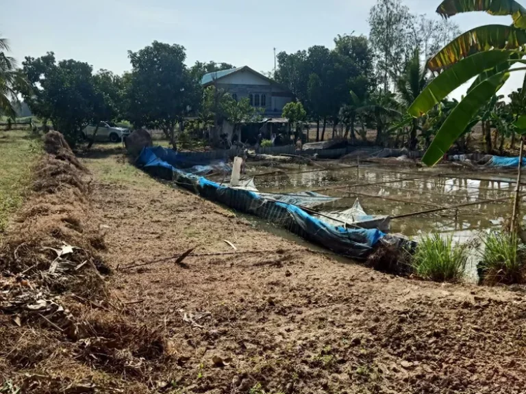 ขายที่ดิน ขนาด 8ไร่ 57ตรว พร้อมบ้าน น้ำไฟถึง ที่บ้านไร่ในดง อบางระกำ จพิษณุโลก