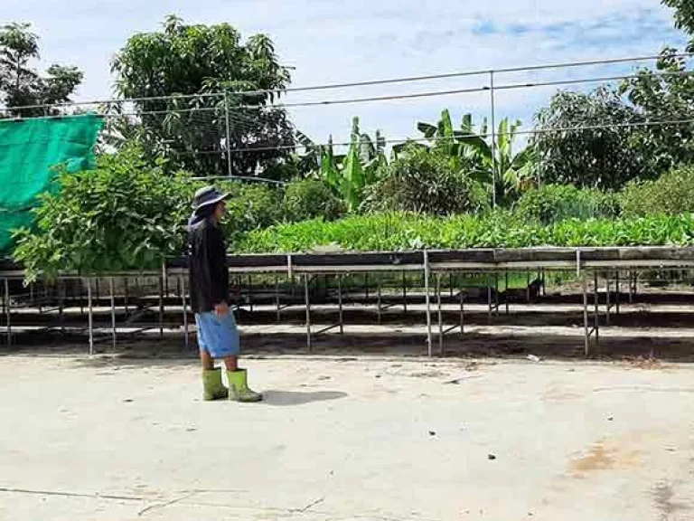 ขายที่ดินทำไร่นาสวนผสม หนองบ่อ สองพี่น้อง สุพรรณบุรี