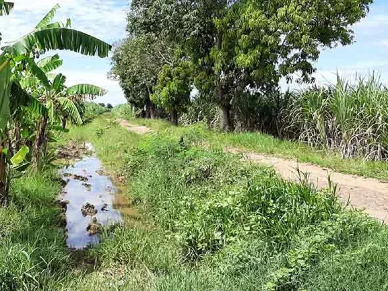 ขายที่ดินทำไร่นาสวนผสม หนองบ่อ สองพี่น้อง สุพรรณบุรี