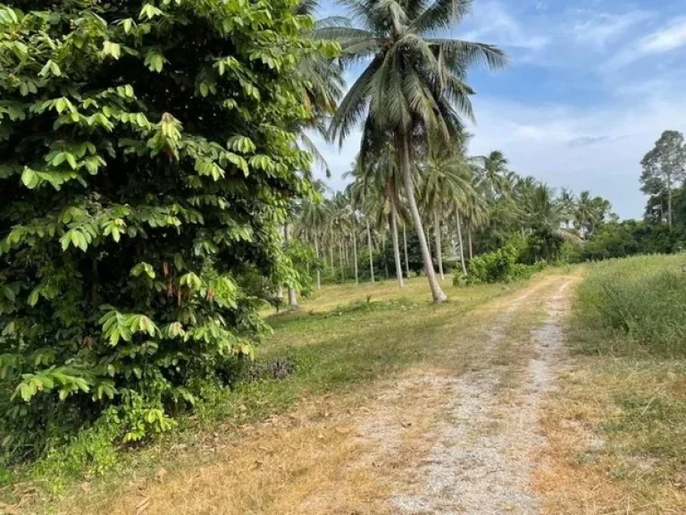 ขายที่ดิน ทำเลดี ที่ดินติดทะเล ลมเย็น โปร่งสบาย อบางสะพาน จประจวบศิริขันธ์