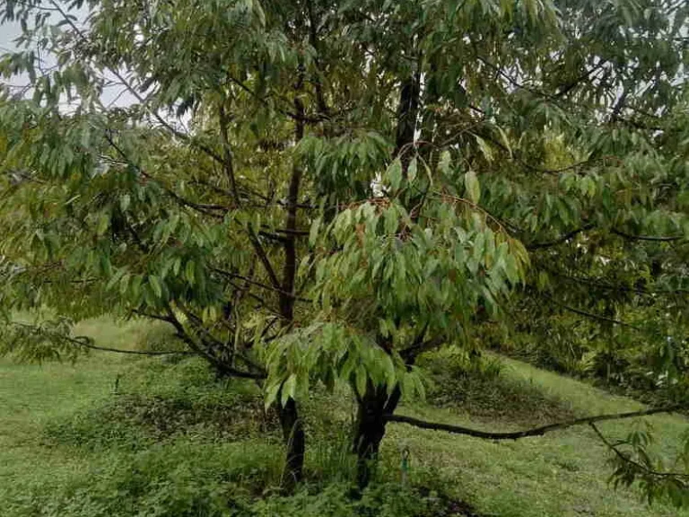 สวนทุเรียนโฉนด 5 ไร่ 3 งาน ทำเลมะขาม จันทบุรี ราคาต่อรองได้