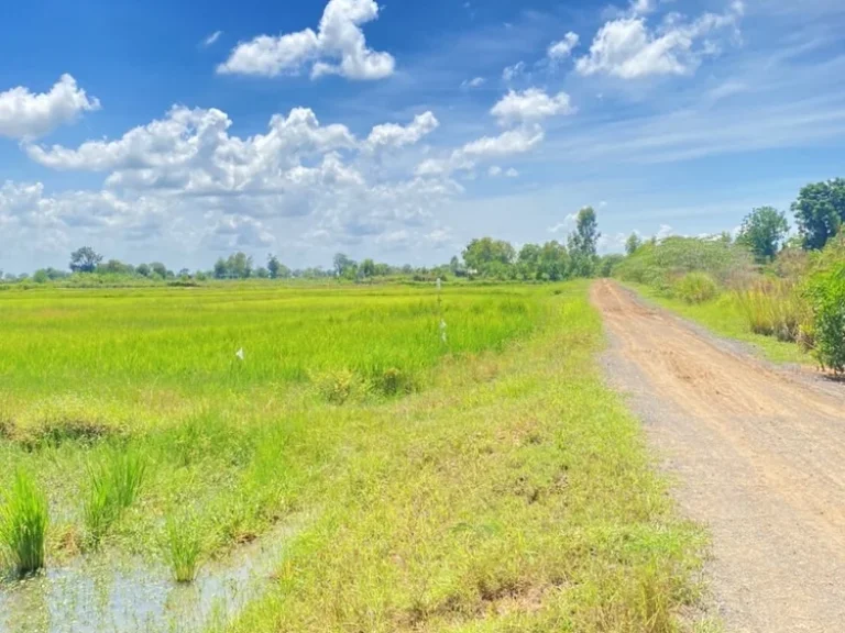 ขายที่ดินจังหวัดบุรรัมย์ ด้านหน้าติดทางหลวงชนบท บร3021ด้านข้างที่ดินมีถนน หินคลุก