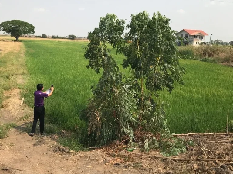 ขายที่ดินเหมาะสำหรับปลูกบ้าน บ้านพักตากอากาศ บรรยาศดี อำเภอบางซ้าย จังหวัดอยุธยา