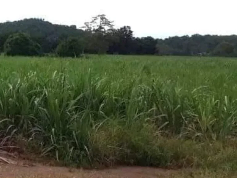 ที่ดินเปล่าแปลงสวย ติดถนนลาดยาง มีไฟฟ้า และแหล่งน้ำ อศรีนคร สุโขทัย