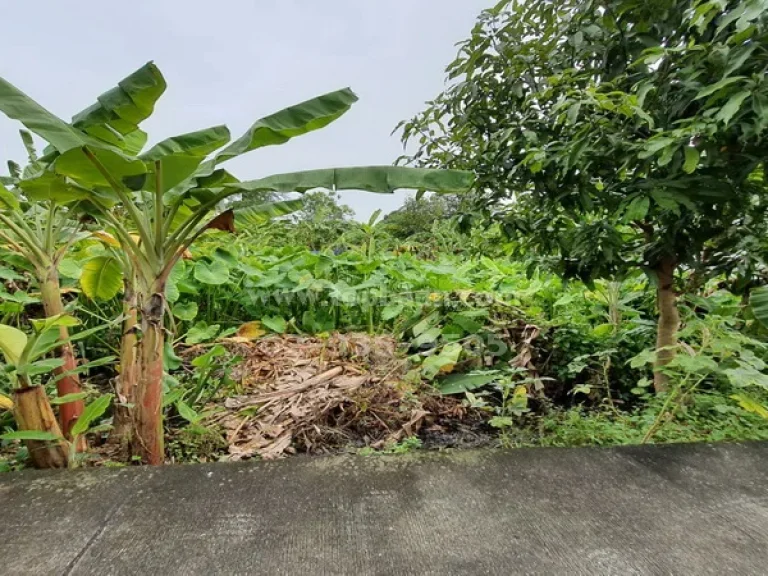 ขายที่ดิน ซอยสะอาดพัฒนา คลอง 3 ถนนรังสิต-นครนายก อำเภอธัญบุรี ปทุมธานี