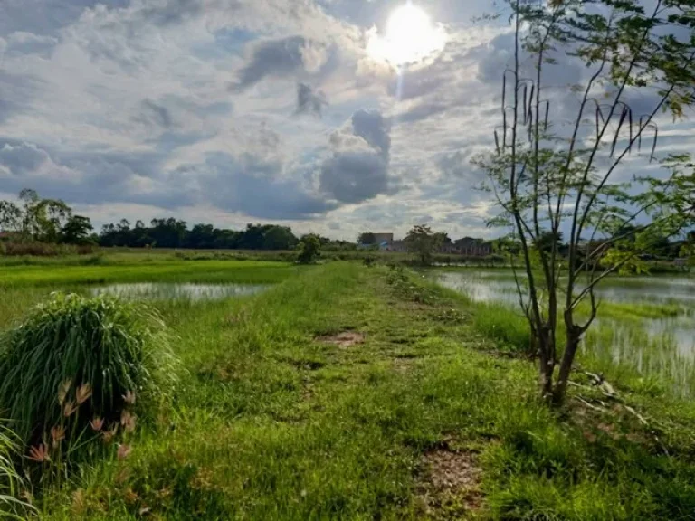 ขายที่ดินที่นา 1ไร่ 3ล้านบาท ถนนบายพาส น้ำ ไฟฟ้า บ้านขี้เหล็กใหญ่ ตในเมือง อเมือง ชัยภูมิ