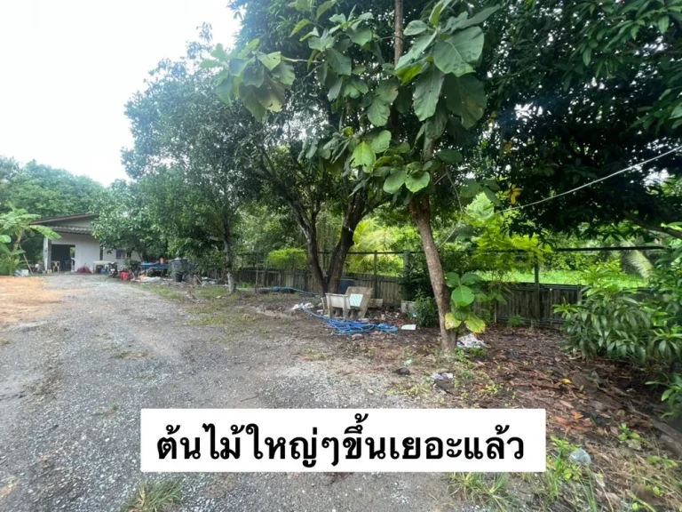 ขายที่ดินแปลง 1 ไร่ พร้อมบ้านสวน ลำไทร ใกล้อารีนาสนามฟุตซอล ขายสดโฉนดพร้อมโอน