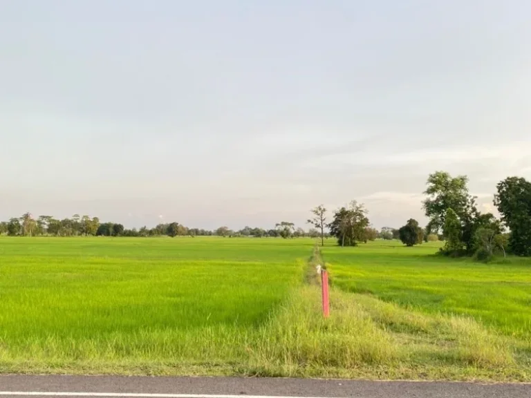 ขายที่ดิน 50ไร่ บ้านแสลงพัน ที่ดินสวยทำเลดีติดถนน จังหวัดบุรีรัมย์