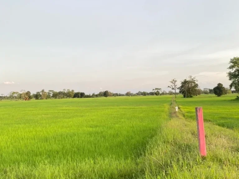 ขายที่ดิน 50ไร่ บ้านแสลงพัน ที่ดินสวยทำเลดีติดถนน จังหวัดบุรีรัมย์