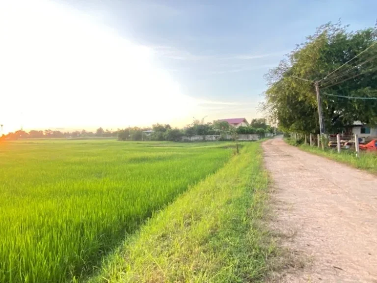 ขายที่ดิน 50ไร่ บ้านแสลงพัน ที่ดินสวยทำเลดีติดถนน จังหวัดบุรีรัมย์