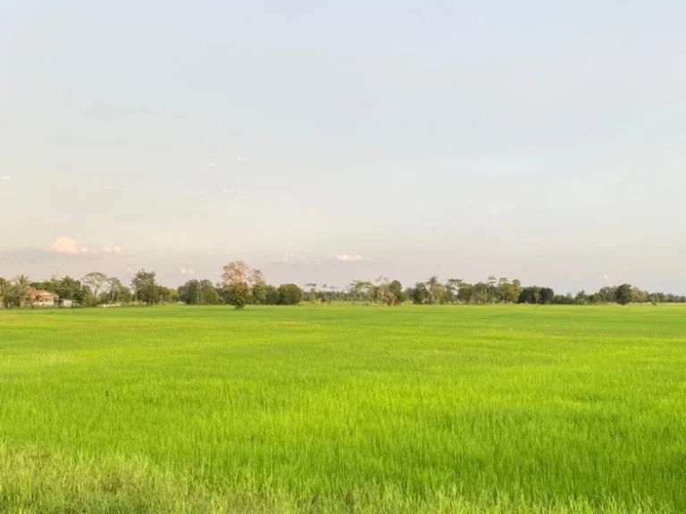 ขายที่ดิน 50ไร่ บ้านแสลงพัน ที่ดินสวยทำเลดีติดถนน จังหวัดบุรีรัมย์