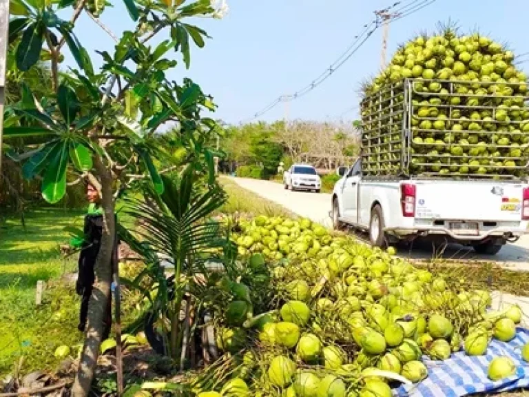 ร้านอาหาร สวนมะพร้าว 1ไร่ ถกว้าง บ้านแพ้ว สมุทรสาคร สะพานท่าจีน 2 ติดถใหญ่ ให้เช่าที่ดินถมแล้ว