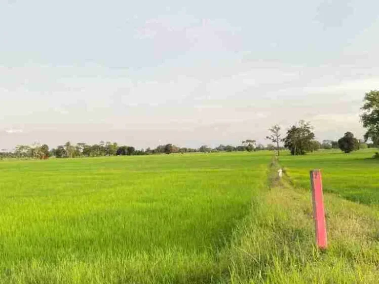 ขายที่ดิน 50ไร่ บ้านแสลงพัน ที่ดินสวยทำเลดีติดถนน จังหวัดบุรีรัมย์