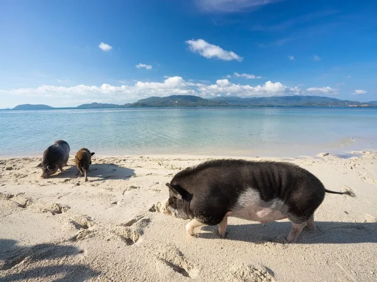 ขายที่ดินเกาะมัดสุมเกาะหมู บาฮามาสเมืองไทย 5ไร่ 32 ตารางวา เดินทางจากเกาะสมุยเพียง 5 นาที