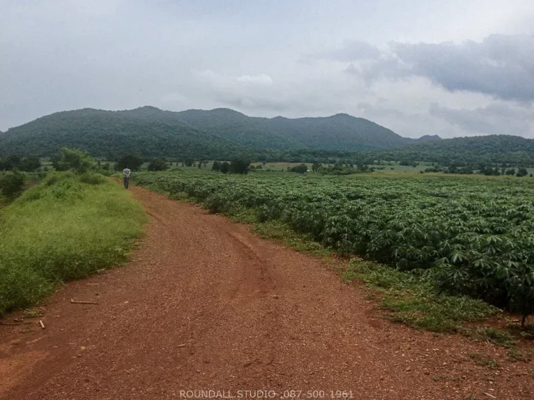 ขาย ที่ดิน สวยมาก ที่ดินติดต่อกันเป็นผืนเดียวกัน หนองม่วง ลพบุรี