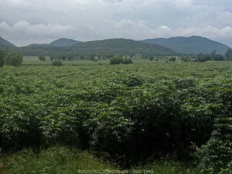 ขาย ที่ดิน สวยมาก ที่ดินติดต่อกันเป็นผืนเดียวกัน หนองม่วง ลพบุรี