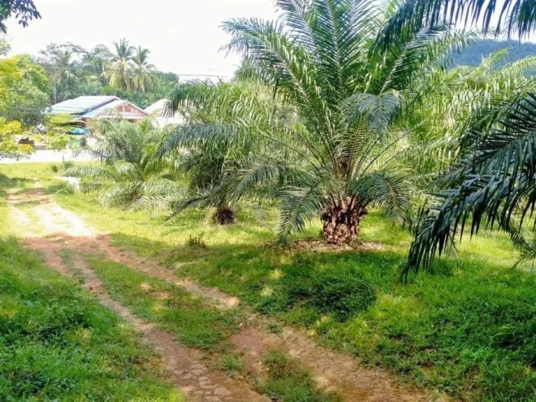 ขายที่ดิน 3 ไร่ บ้านทองหลาง ใกล้เสม็ดนางชี อตะกั่วทุ่ง พังงา