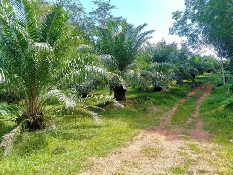 ขายที่ดิน 3 ไร่ บ้านทองหลาง ใกล้เสม็ดนางชี อตะกั่วทุ่ง พังงา