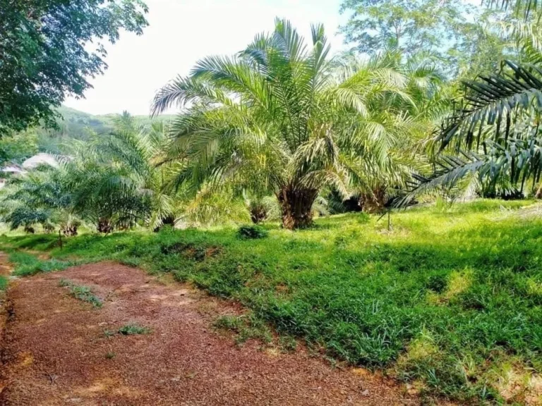 ขายที่ดิน 3 ไร่ บ้านทองหลาง ใกล้เสม็ดนางชี อตะกั่วทุ่ง พังงา