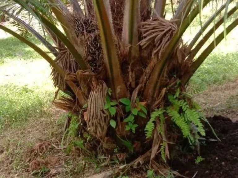 ขายที่ดิน 3 ไร่ บ้านทองหลาง ใกล้เสม็ดนางชี อตะกั่วทุ่ง พังงา