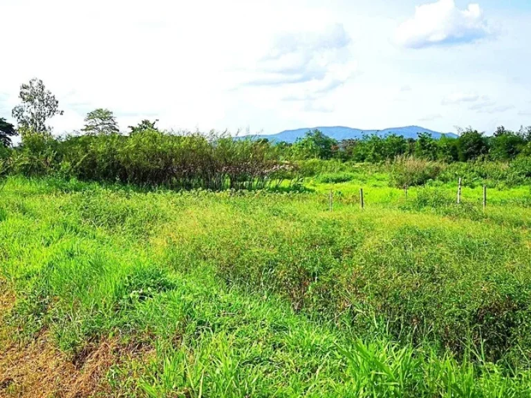 ขายที่ดินหลังแม่โจ้ ตำบลป่าไผ่ อำเภอสันทราย จังหวัดเชียงใหม่