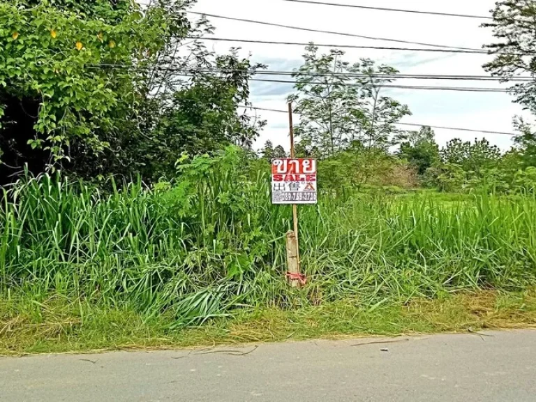 ขายที่ดินหลังแม่โจ้ ตำบลป่าไผ่ อำเภอสันทราย จังหวัดเชียงใหม่