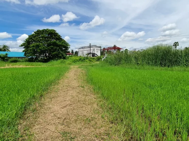 วิวธรรมชาติแบบท้องทุ่งนา ติดราดยาง 2 เลนน์ ได้ฟรีเขตรถไฟครอบครอง ติดคลองชล 2ไร่368ตารางวา