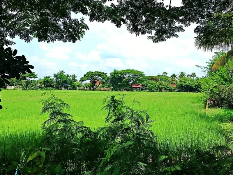 ขายที่ดิน ตำบลสันติสุข อำเภอดอยหล่อ จังหวัดเชียงใหม่