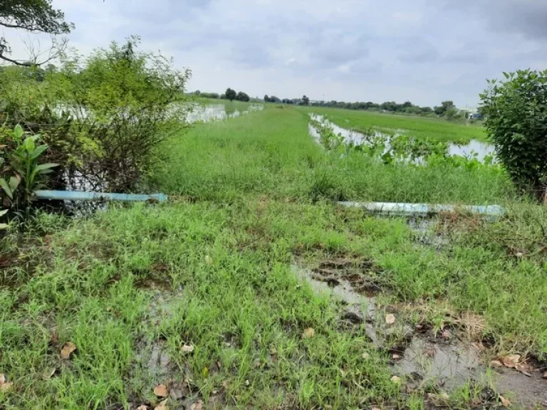 ขายที่ดินหนองจอก ติดถนนสังฆสันติสุข พื้นที่สีเขียว ตกระทุ่มราย อหนองจอก กทม