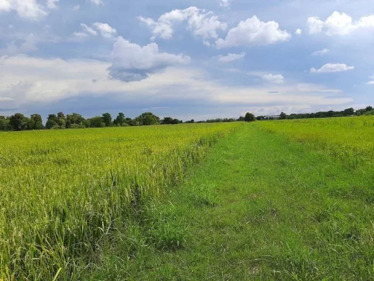 ขายที่ดินหนองจอก ติดถนนสังฆสันติสุข พื้นที่สีเขียว ตกระทุ่มราย อหนองจอก กทม