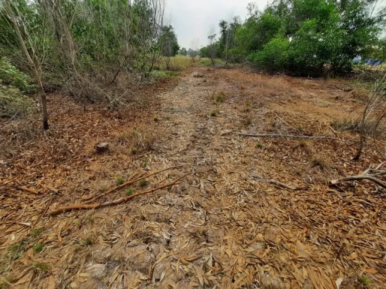 ที่ดินคลองหกใกล้ รรอุดมศึกษารังสิต ตคลองคลองหก อคลองหลวง จปทุมธานี