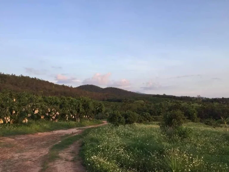 ขายถูก เหมือนให้ฟรี ที่ดินผืนใหญ่223ไร่ พร้อมบ้านบนเนินเขาสูงสุดของพื้นที่ อพร้าว เชียงใหม่ วิวภูเขา ที่สวนขนาดใหญ่ คุ้ม Chiangmai Land for sale