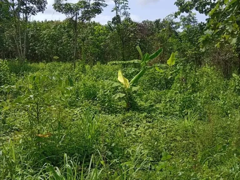 ที่ดินแปลงใหญ่ ราคาถูก 12 แสนไร่ อท่าปลา อุตรดิตถ์