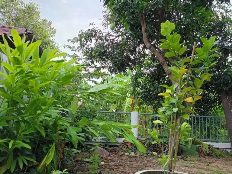 บ้านเดี่ยวหลังมุมพร้อมอยู่ รีโนเวทใหม่ทั้งหลัง บางบัวทอง