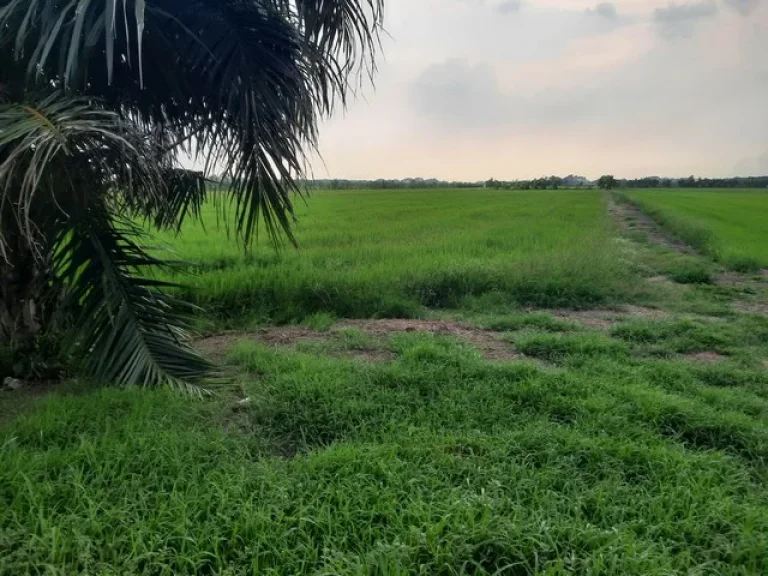 ขายที่ดินคลองเจ็ด ติดถนนถนนเลียบคลองแอนเจ็ด อหนองเสือ จปทุมธานี