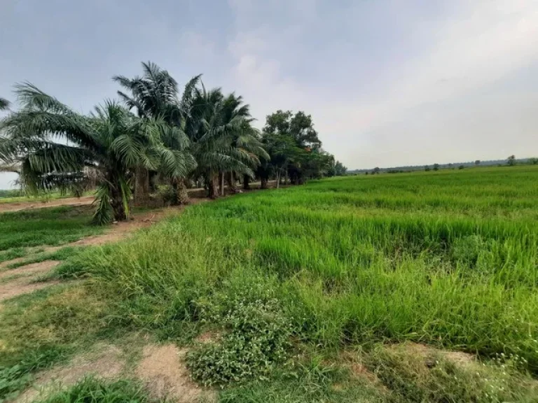 ขายที่ดินคลองเจ็ด ติดถนนถนนเลียบคลองแอนเจ็ด อหนองเสือ จปทุมธานี