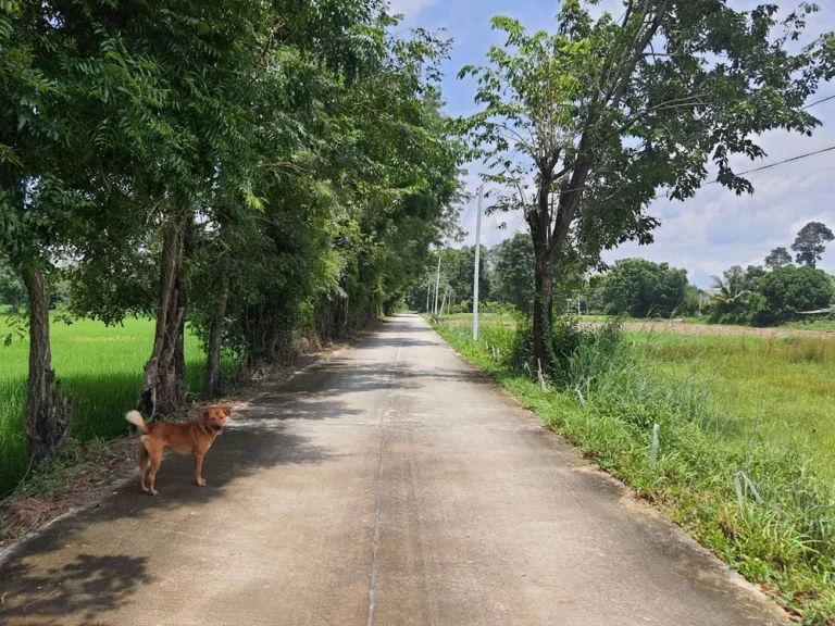 ที่ดิน สี่เหลี่ยมจตุรัส เเบ่งขาย ราคาถูก ให้ 4-6 ไร่ ได้เลย