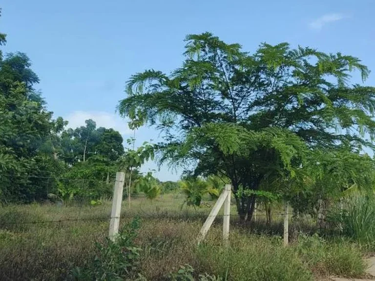 แบ่งขายที่ดิน 1-3 ไร่ ในบ้านหนองรี ต สีคี้ว อ สีคี้ว