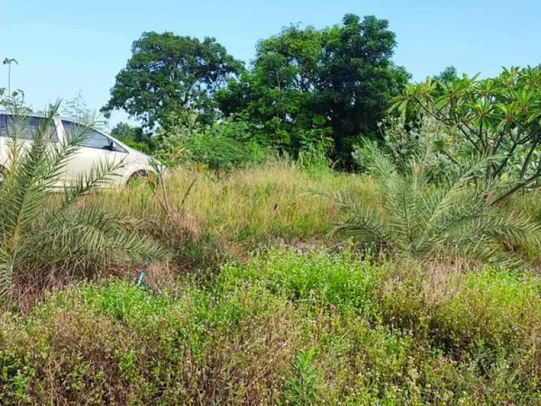 แบ่งขายที่ดิน 1-3 ไร่ ในบ้านหนองรี ต สีคี้ว อ สีคี้ว