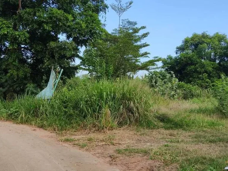 แบ่งขายที่ดิน 1-3 ไร่ ในบ้านหนองรี ต สีคี้ว อ สีคี้ว