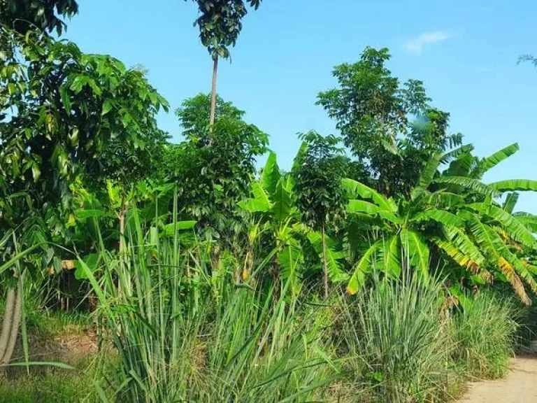 แบ่งขายที่ดิน 1-3 ไร่ ในบ้านหนองรี ต สีคี้ว อ สีคี้ว