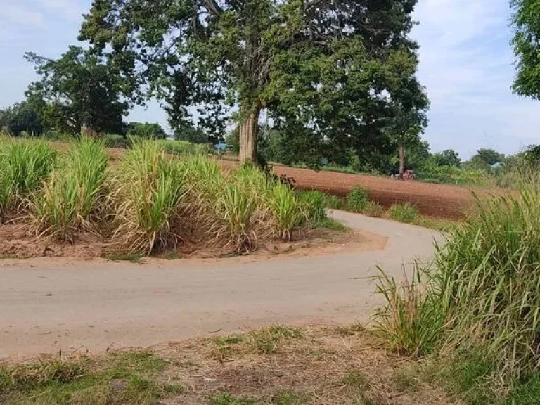 แบ่งขายที่ดิน 1-3 ไร่ ในบ้านหนองรี ต สีคี้ว อ สีคี้ว