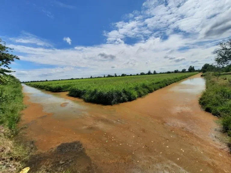 ขายที่ดิน ในคลอง13 ลำลูกกา ตำบลพืชอุดม อำเภอลำลูกกา จังหวัดปทุมธานี